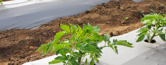 Plástico Mulch